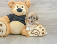 6 week old Havapoo Puppy For Sale - Premier Pups