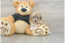 Havapoo Puppy for Adoption