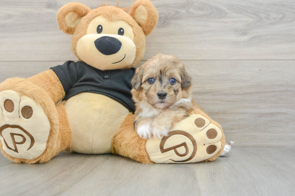 5 week old Havapoo Puppy For Sale - Premier Pups