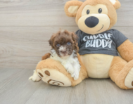 7 week old Havapoo Puppy For Sale - Premier Pups