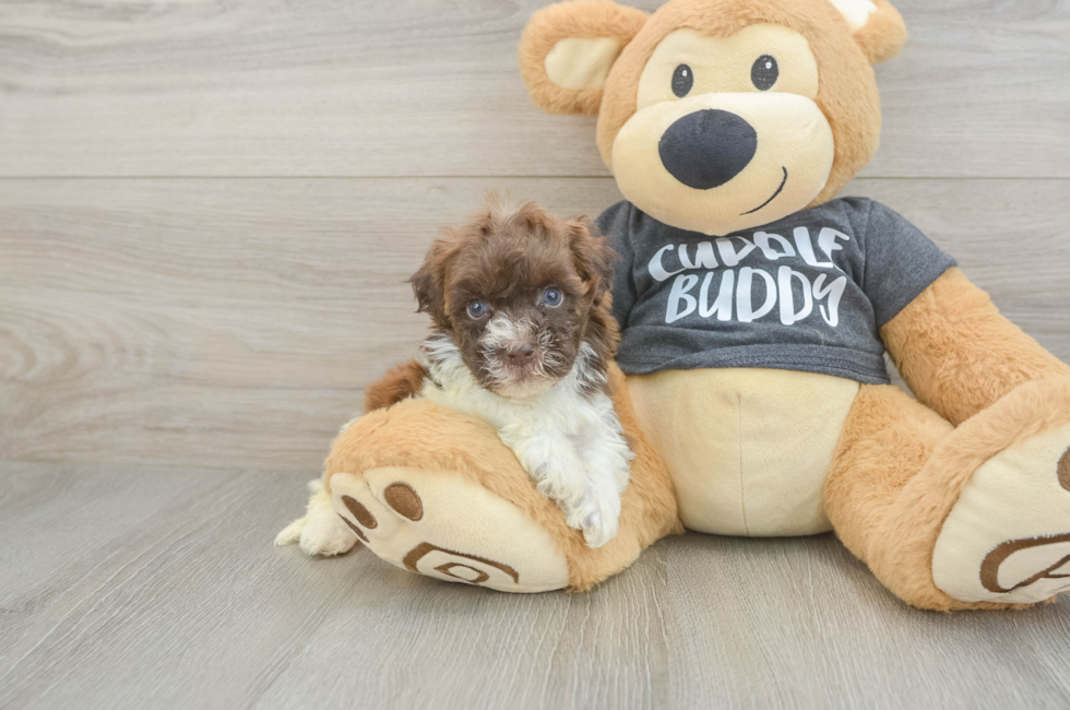 5 week old Havapoo Puppy For Sale - Premier Pups