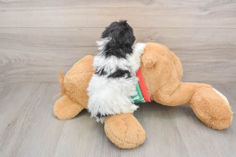 Energetic Havadoodle Poodle Mix Puppy