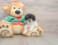 6 week old Havapoo Puppy For Sale - Premier Pups