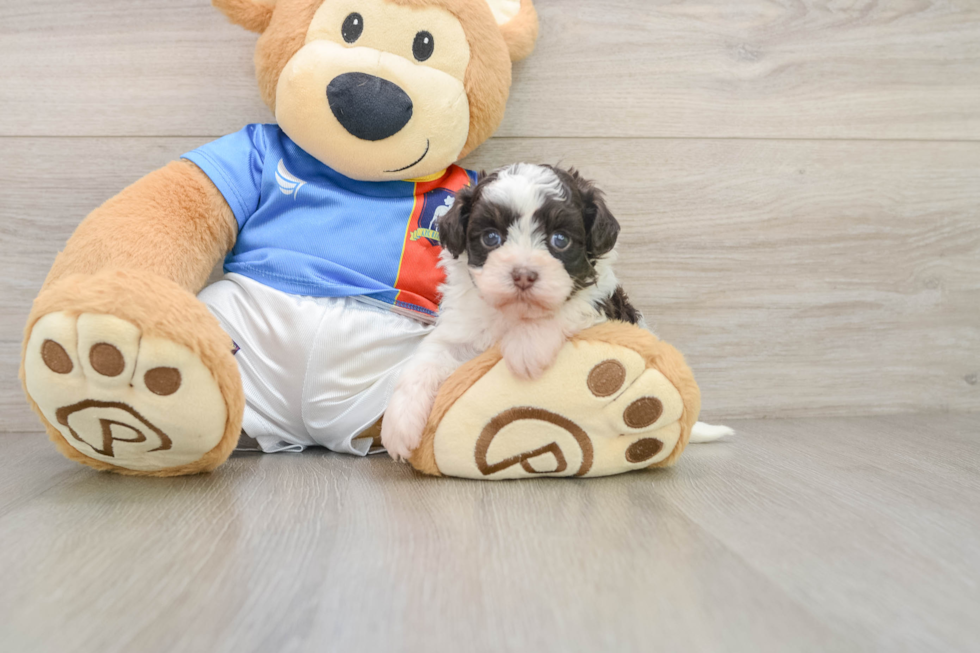 Havapoo Pup Being Cute