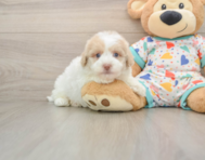 5 week old Havapoo Puppy For Sale - Premier Pups