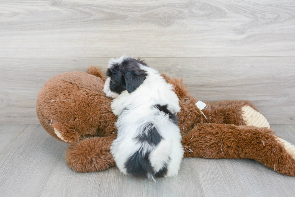 Little Havanese Poodle Mix Puppy