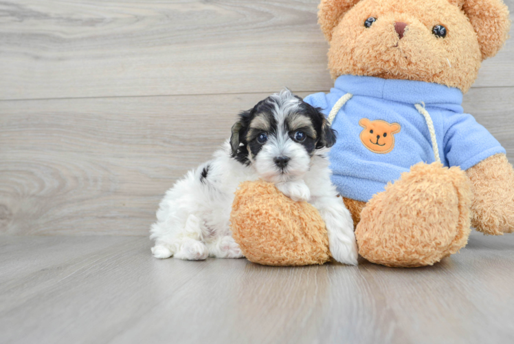 Smart Havapoo Poodle Mix Pup