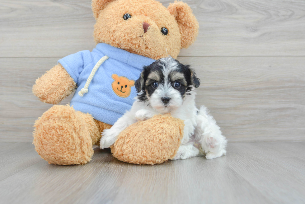 Smart Havapoo Poodle Mix Pup