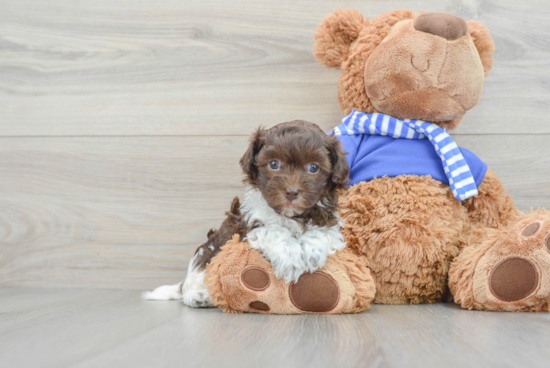 Smart Havapoo Poodle Mix Pup