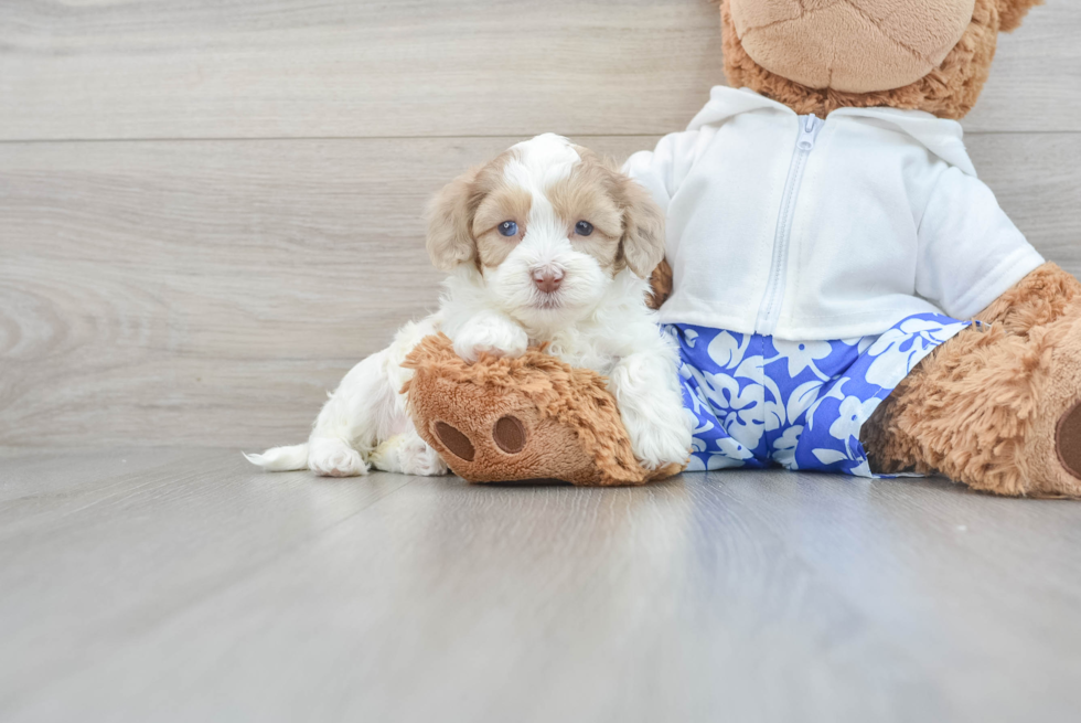 Energetic Havadoodle Poodle Mix Puppy