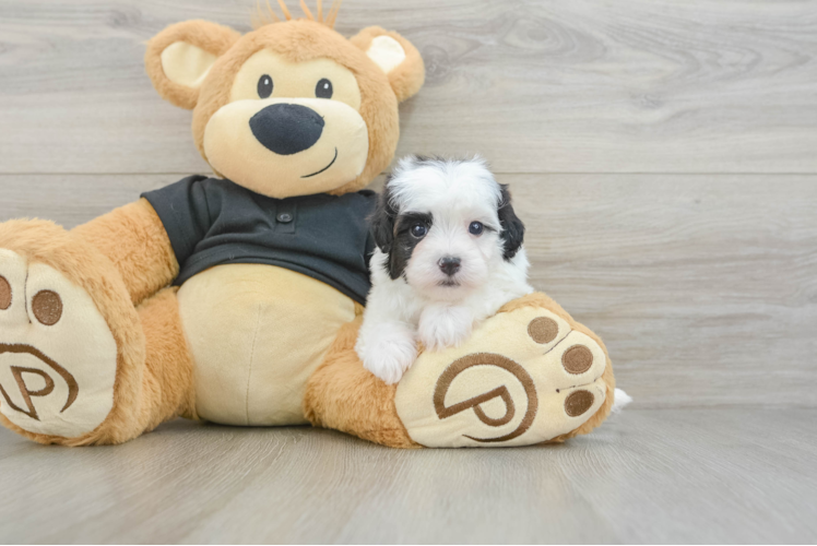 Havapoo Puppy for Adoption