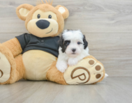 6 week old Havapoo Puppy For Sale - Premier Pups