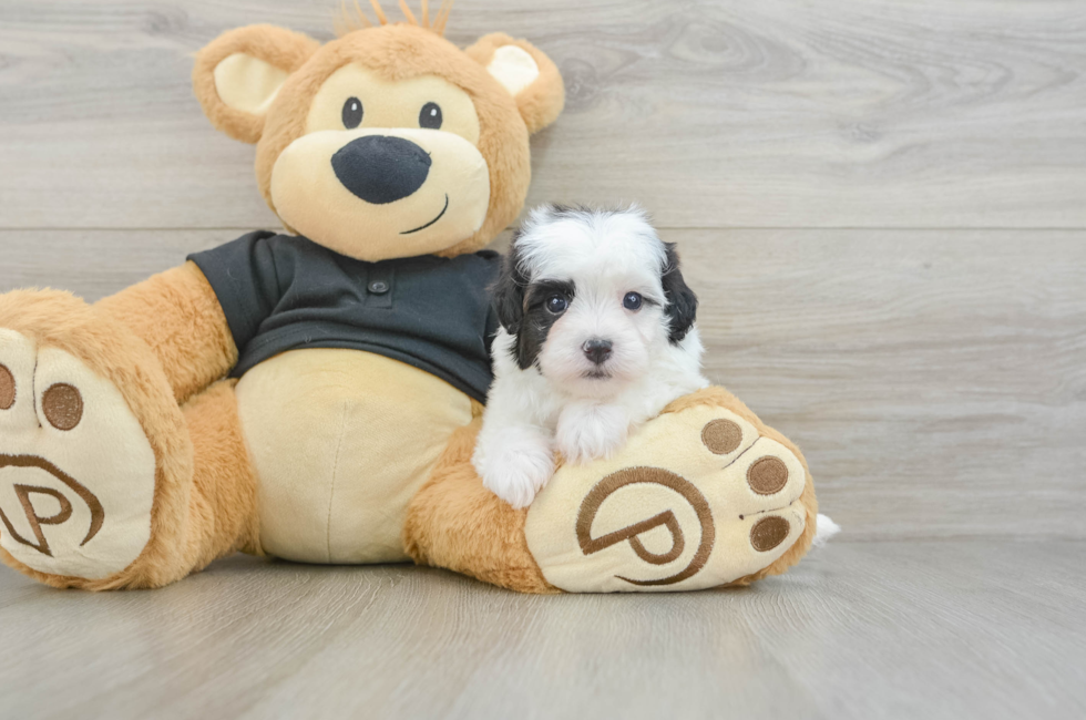 5 week old Havapoo Puppy For Sale - Premier Pups