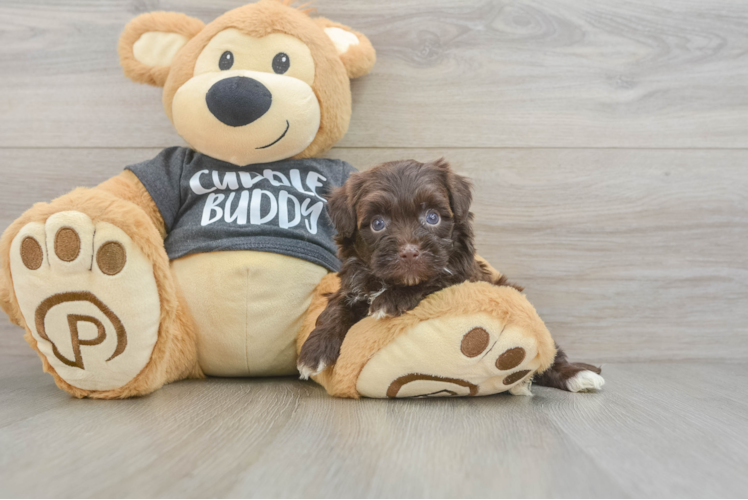 Hypoallergenic Havadoodle Poodle Mix Puppy