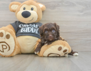 8 week old Havapoo Puppy For Sale - Premier Pups