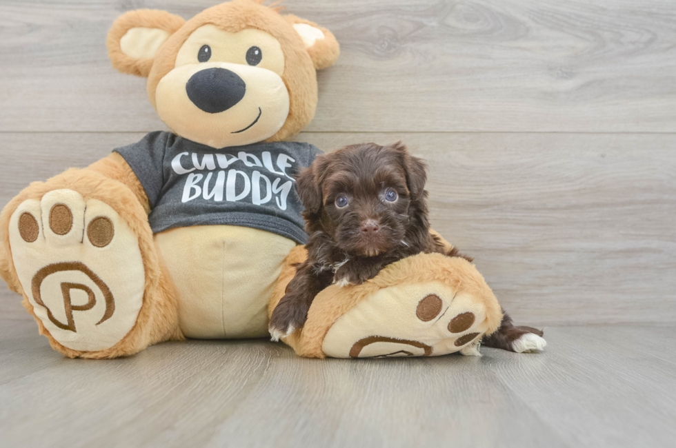 5 week old Havapoo Puppy For Sale - Premier Pups