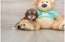 Petite Havapoo Poodle Mix Pup