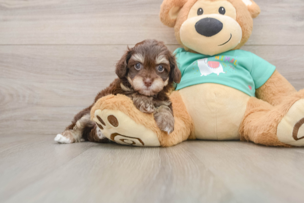 Petite Havapoo Poodle Mix Pup