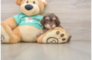 Small Havapoo Baby