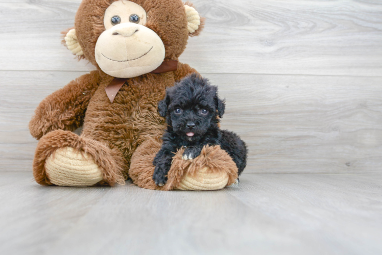 Little Havadoodle Poodle Mix Puppy