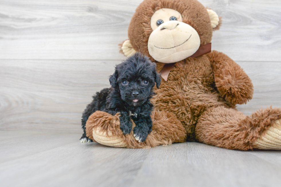 Energetic Havadoodle Poodle Mix Puppy