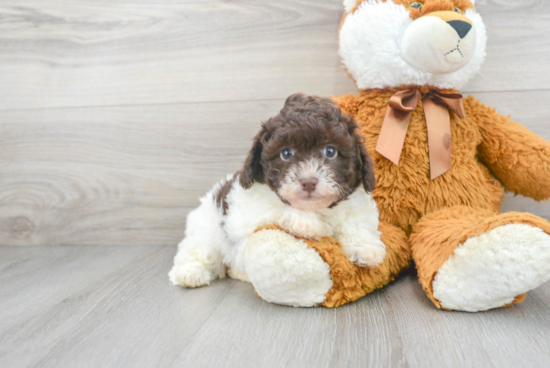 Energetic Havanese Poodle Mix Puppy