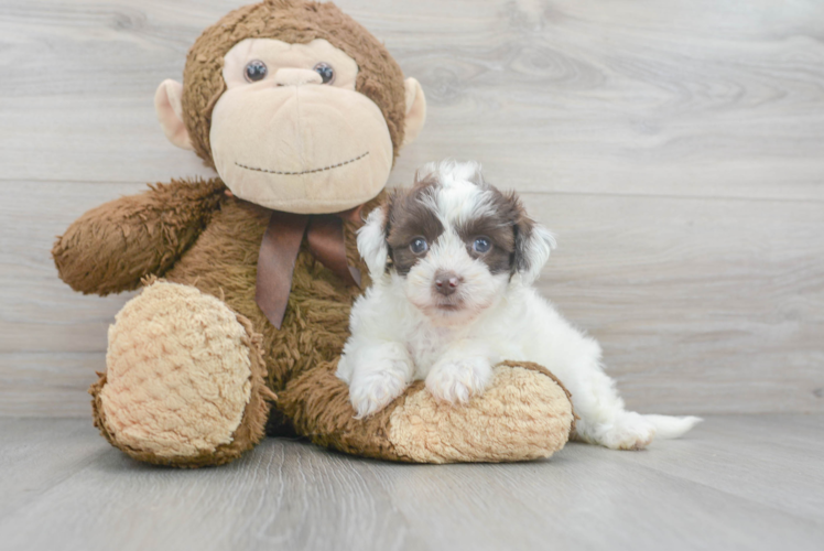 Popular Havapoo Poodle Mix Pup