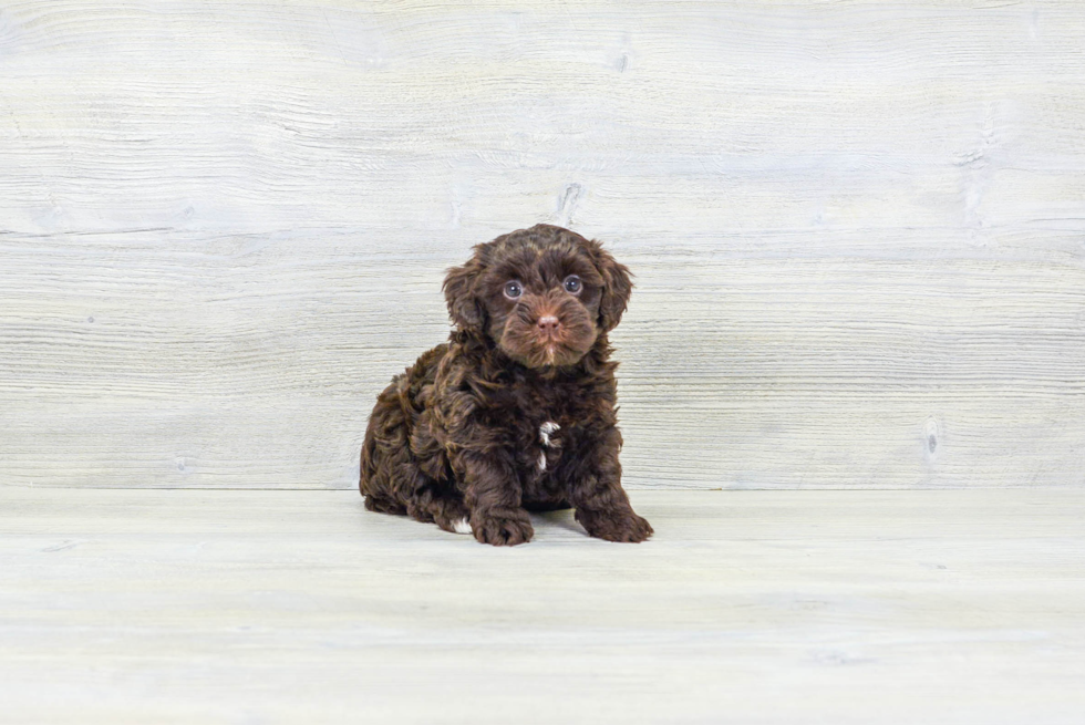 Fluffy Havapoo Poodle Mix Pup