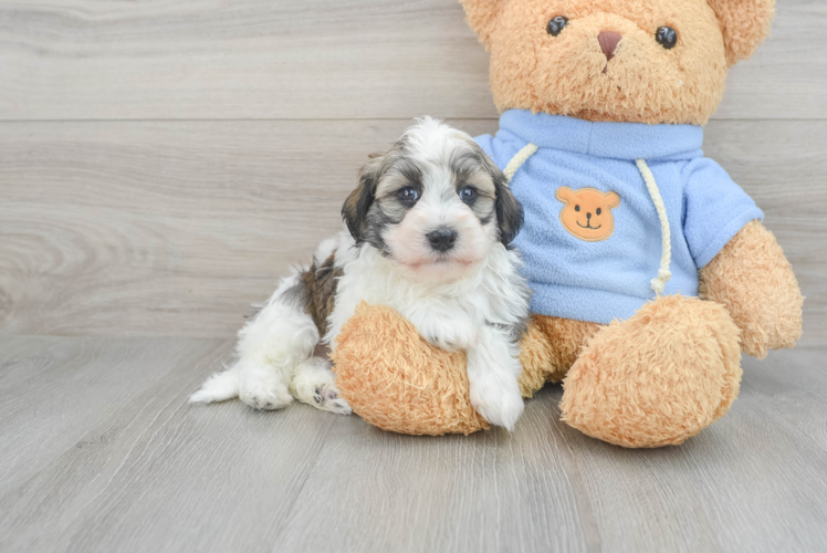 Energetic Havadoodle Poodle Mix Puppy