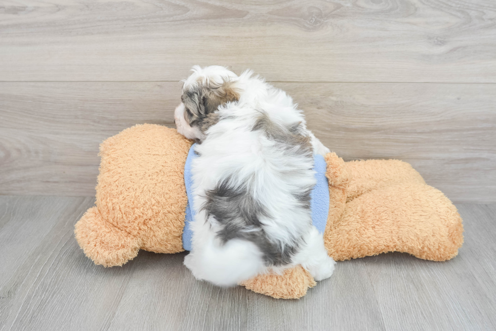 Havapoo Puppy for Adoption