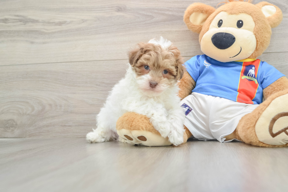 Playful Havadoodle Poodle Mix Puppy