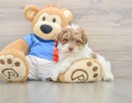 7 week old Havapoo Puppy For Sale - Premier Pups
