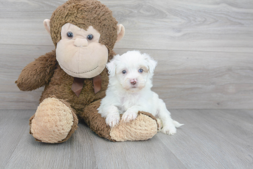 Havapoo Puppy for Adoption