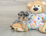 8 week old Havapoo Puppy For Sale - Premier Pups