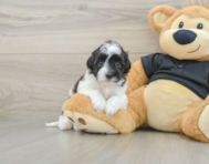 6 week old Havapoo Puppy For Sale - Premier Pups