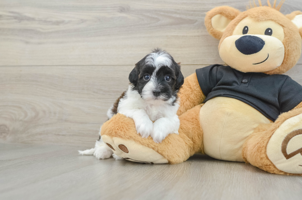 5 week old Havapoo Puppy For Sale - Premier Pups