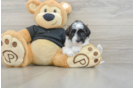 Cute Havapoo Baby