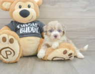 7 week old Havapoo Puppy For Sale - Premier Pups