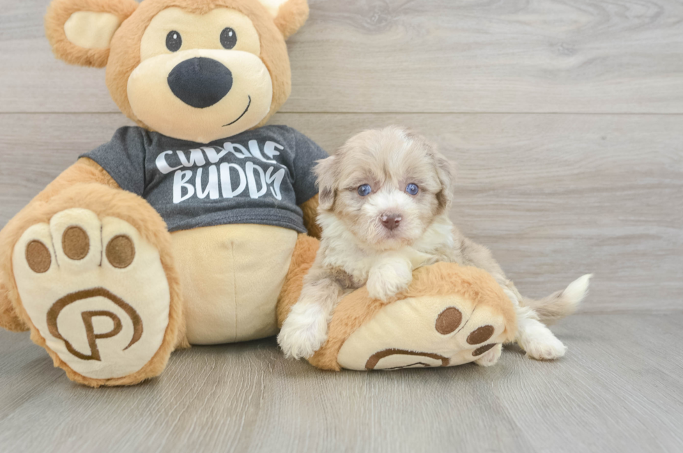 5 week old Havapoo Puppy For Sale - Premier Pups