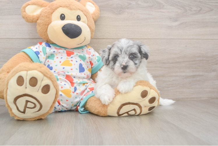 Fluffy Havapoo Poodle Mix Pup
