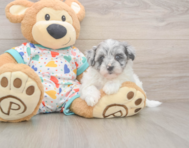 7 week old Havapoo Puppy For Sale - Premier Pups