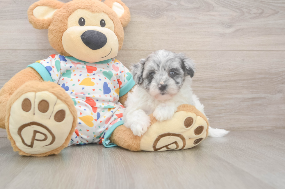 5 week old Havapoo Puppy For Sale - Premier Pups