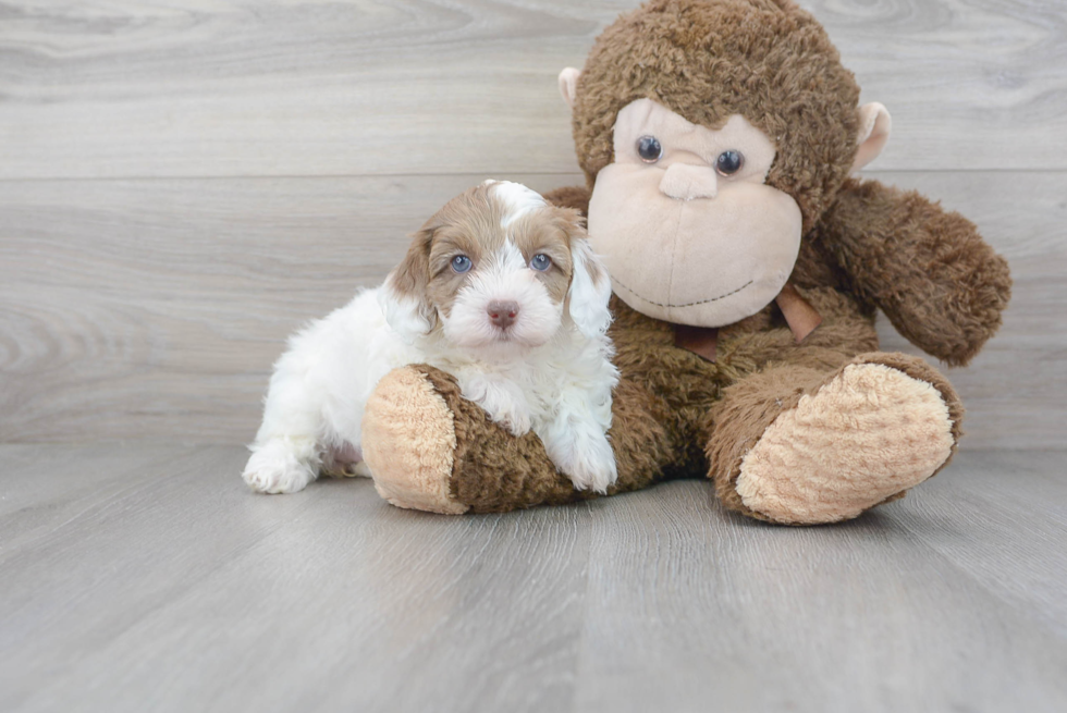Cute Havapoo Baby