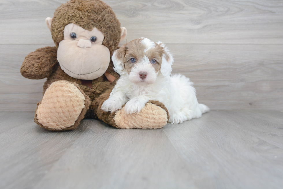 Cute Havapoo Baby