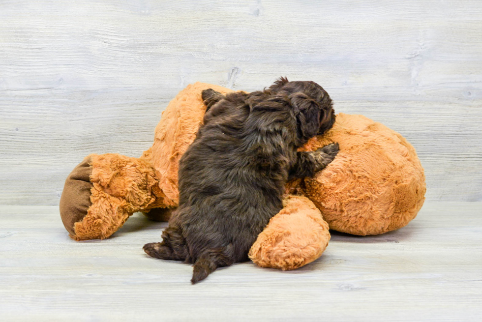 Popular Havapoo Poodle Mix Pup