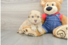 Popular Havapoo Poodle Mix Pup
