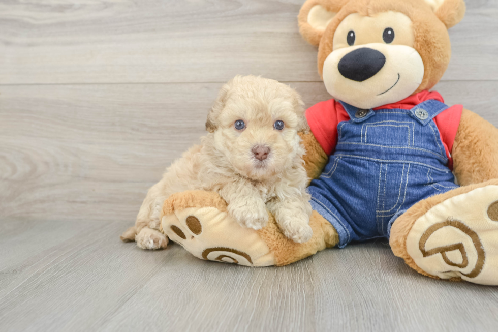 Popular Havapoo Poodle Mix Pup