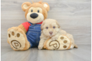 Petite Havapoo Poodle Mix Pup