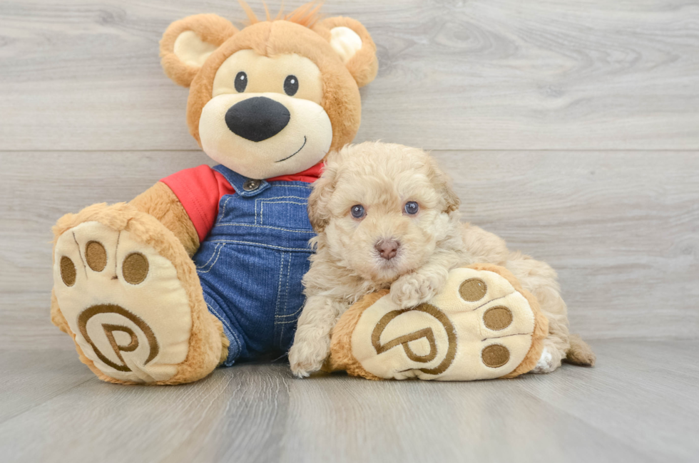 5 week old Havapoo Puppy For Sale - Premier Pups