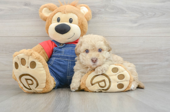 Petite Havapoo Poodle Mix Pup